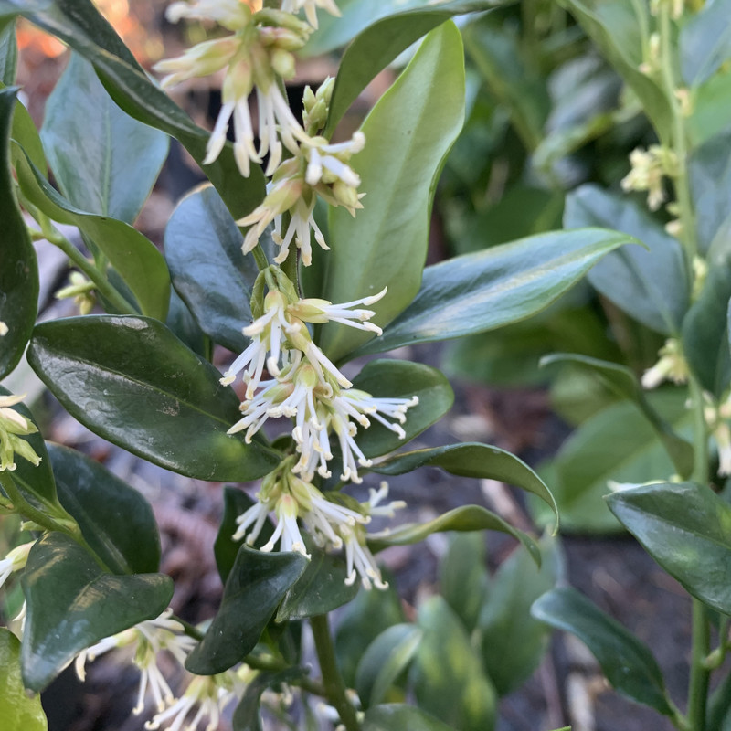 Sarcoccoca confusa - 3L pot