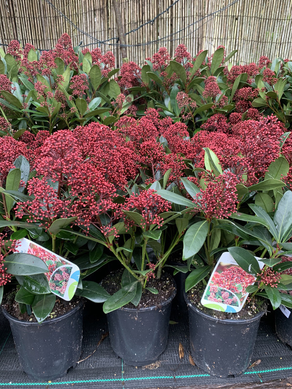 Skimmia jap. 'Rubella' - 12+ blooms