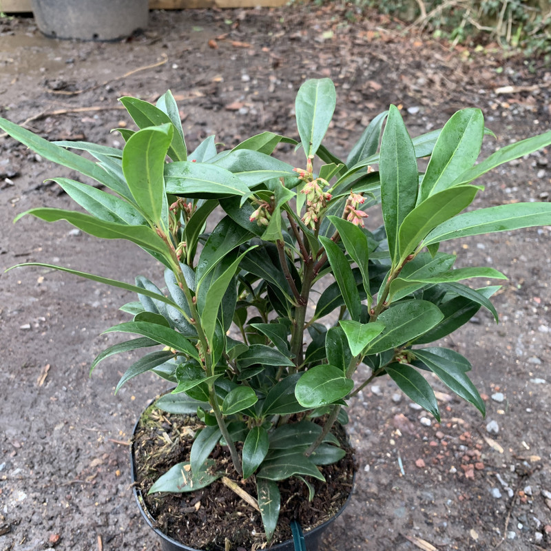 Sarcococca hook. 'Winter Gem'