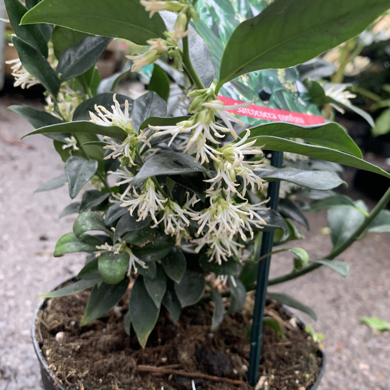 Sarcococca 'Confusa' 4ltr