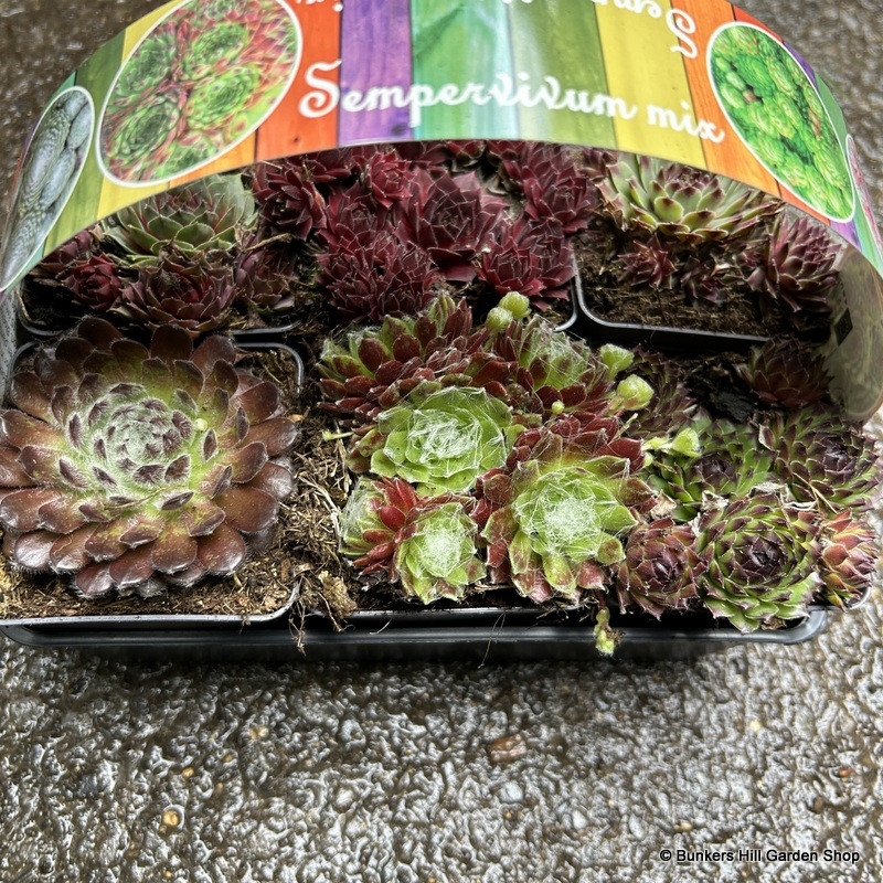 Sempervirens mixed 6 pack