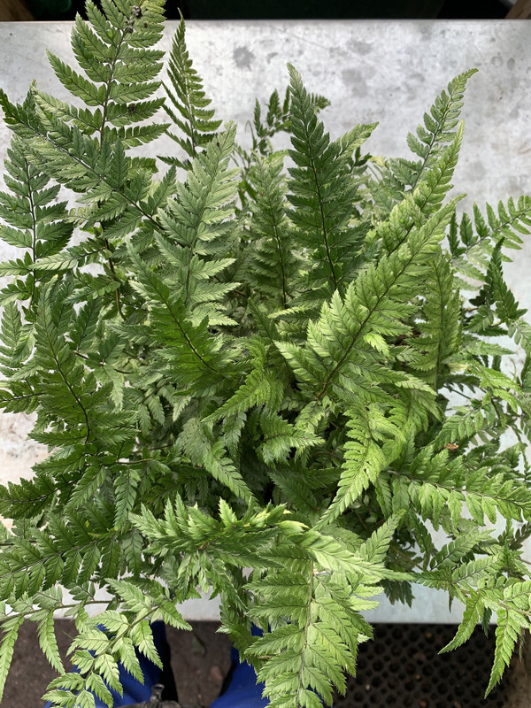 Polystichum tsus-simense - XL