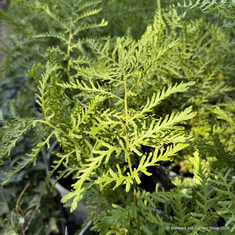 Dryopteris filix-mas Linearis Polydactyla - M