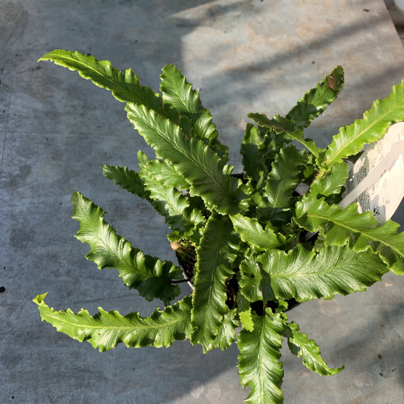 Asplenium scolopendrium 'Angustifolium' - S