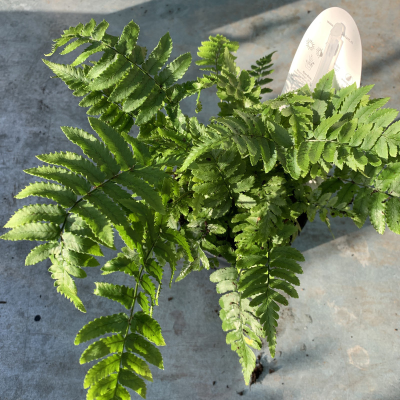 Dryopteris atrata - S