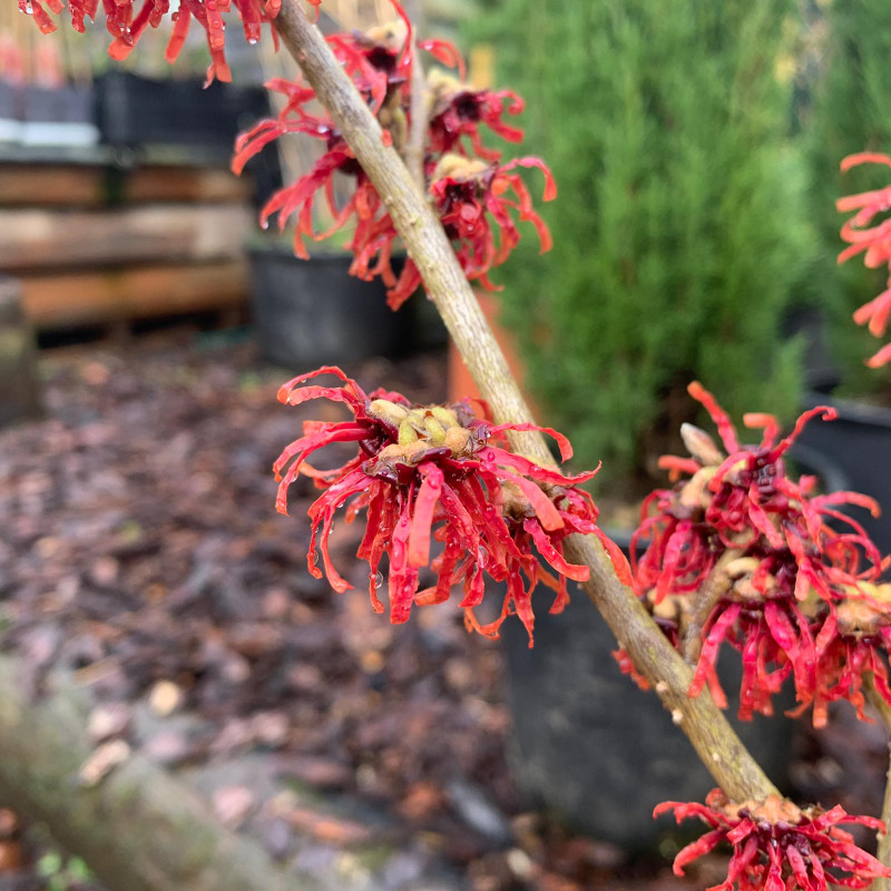 Hamamelis x intermedia 'Diane' - 7.5ltr pot