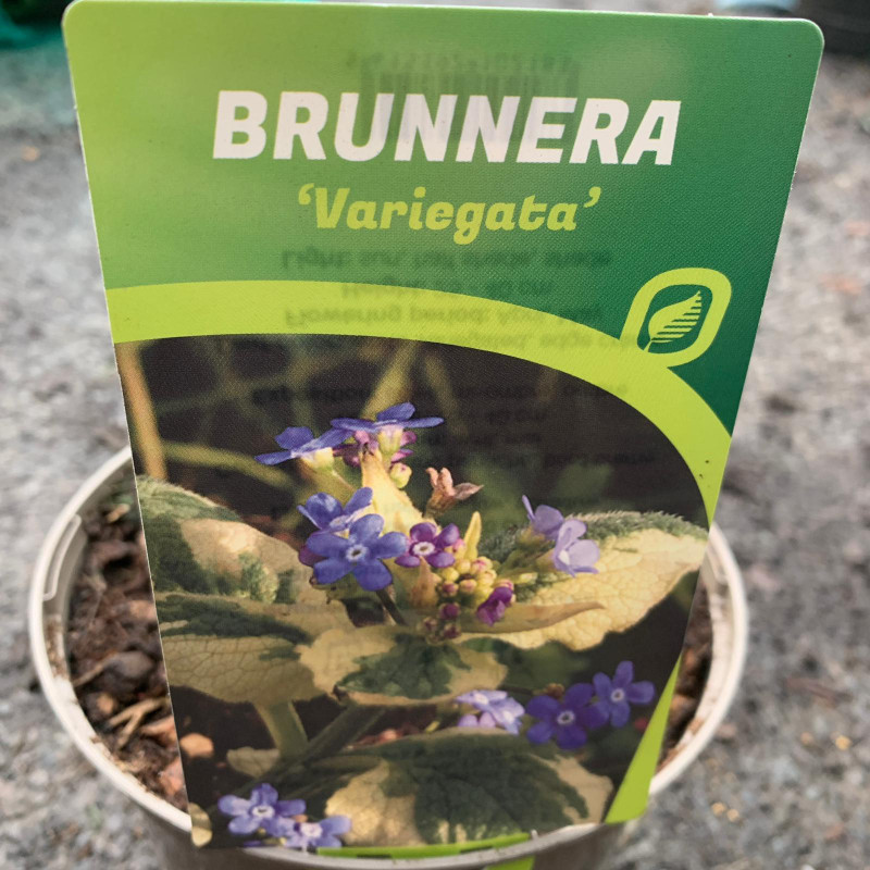 Brunnera ‘Variegata’