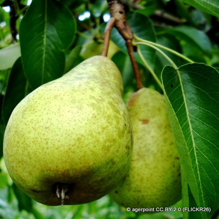 Pear 'Beth' 2yr tree on Quince A rootstock