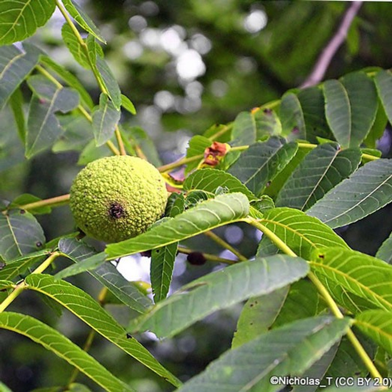 Juglans nigra (Black Walnut) 12/14cm (15ft)