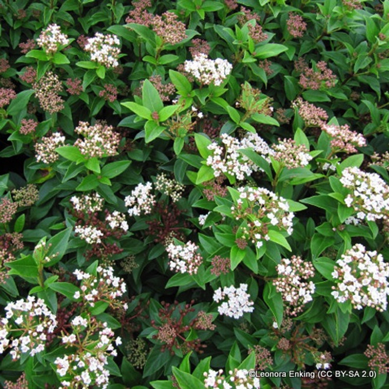 Viburnum tinus - 3ltr