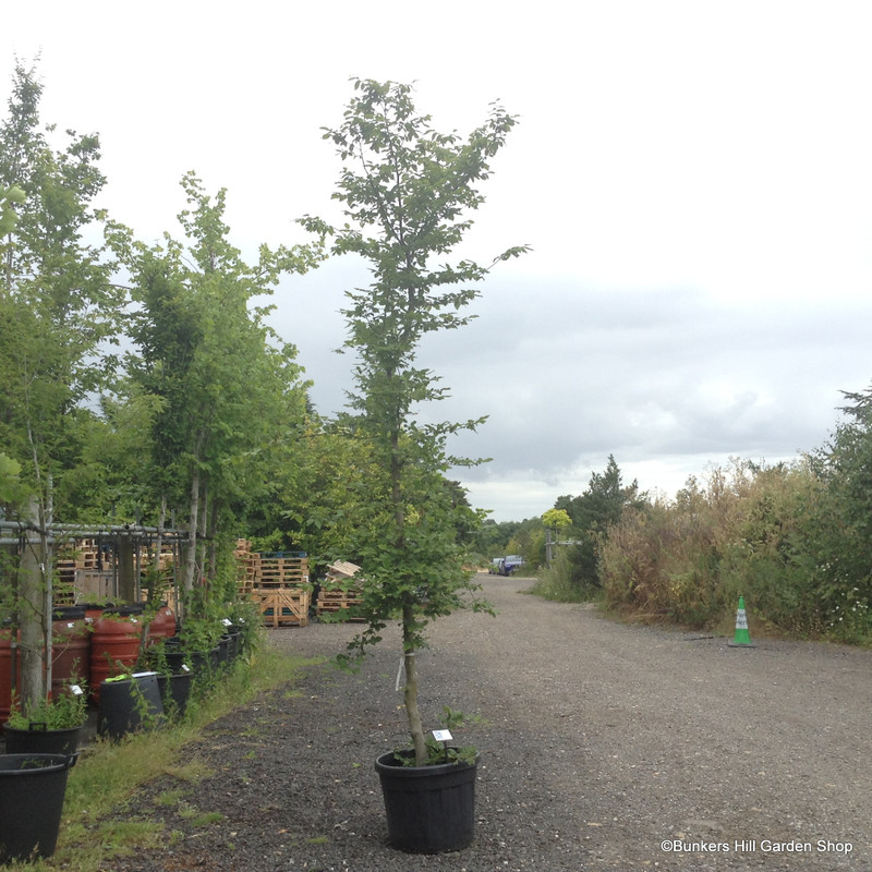 Carpinus betulus (Hornbeam) - Feathered (16-18cm girth)