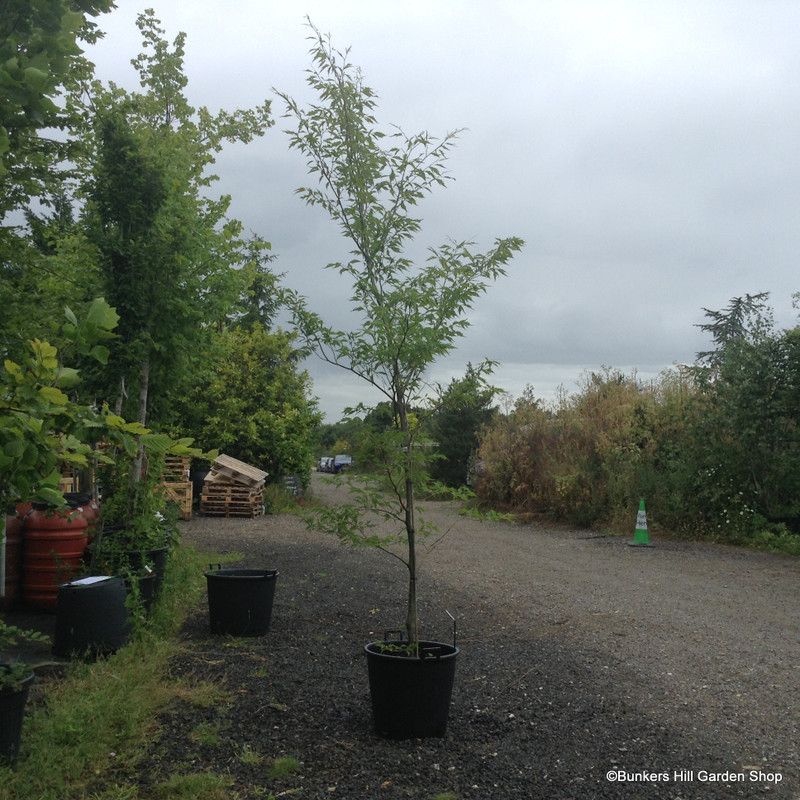 Fagus sylvatica 'Asplenifolia' (cut-leaved beech) 8/10cm