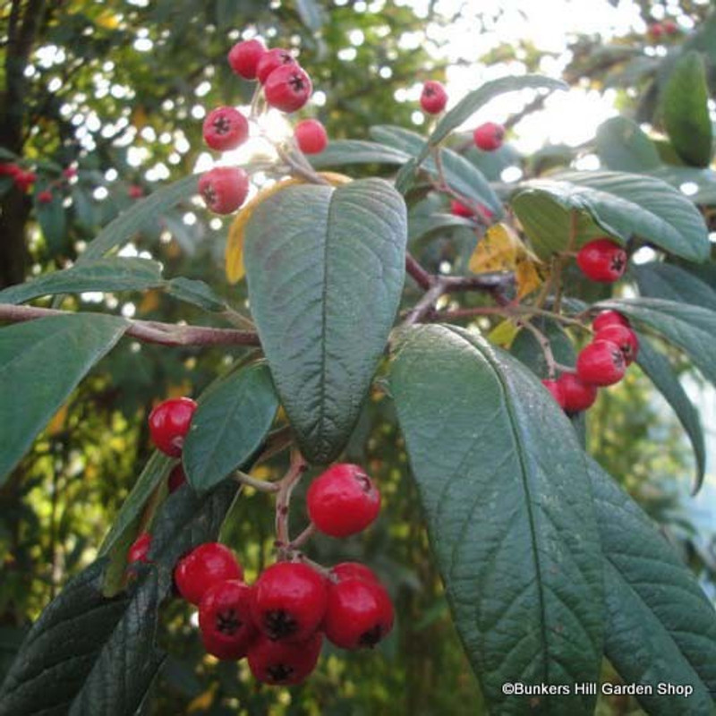 Cotoneaster cornubia (10/11cm)