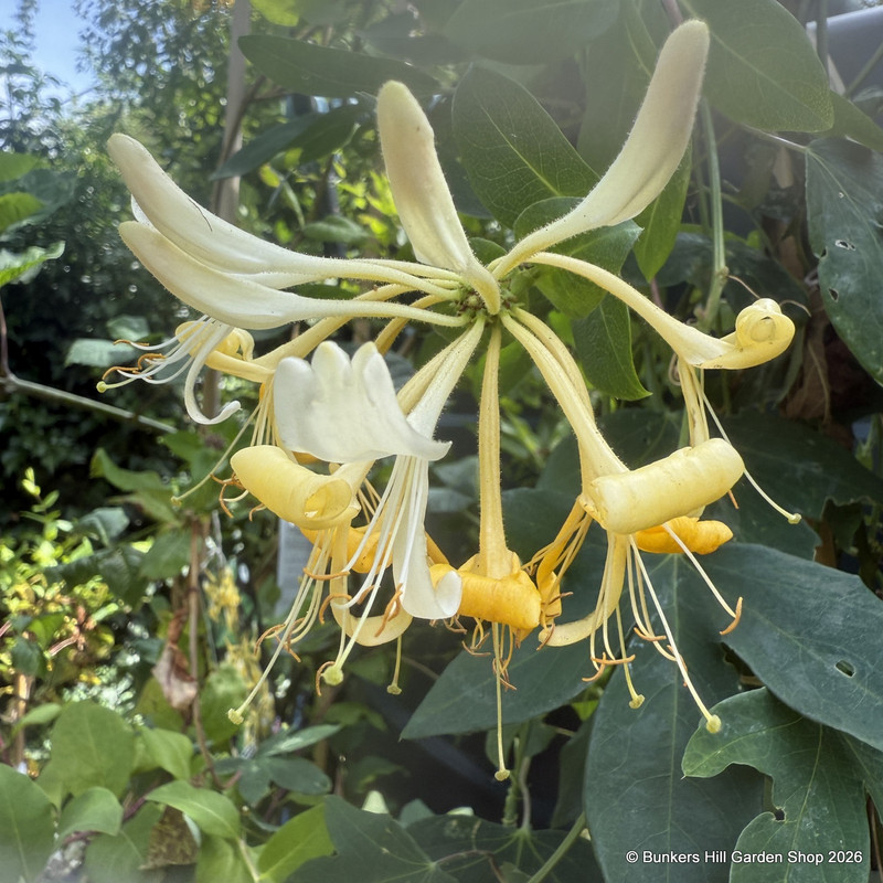 Lonicera peri. 'Graham Thomas'