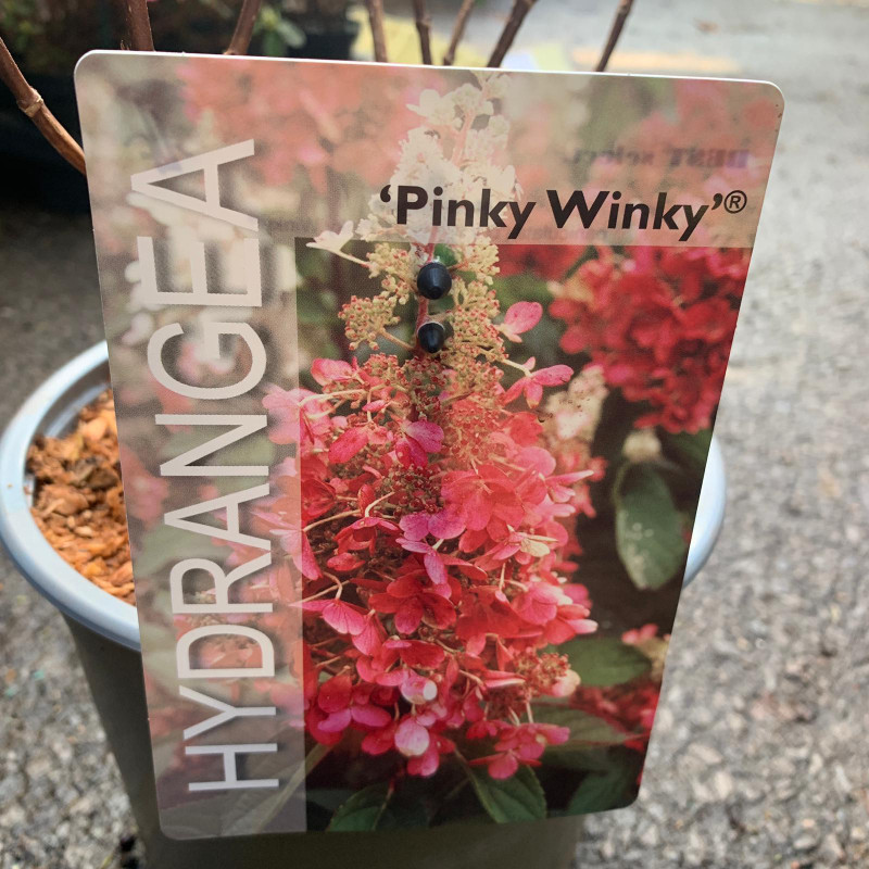 Hydrangea arborescens 'Pinky Winky