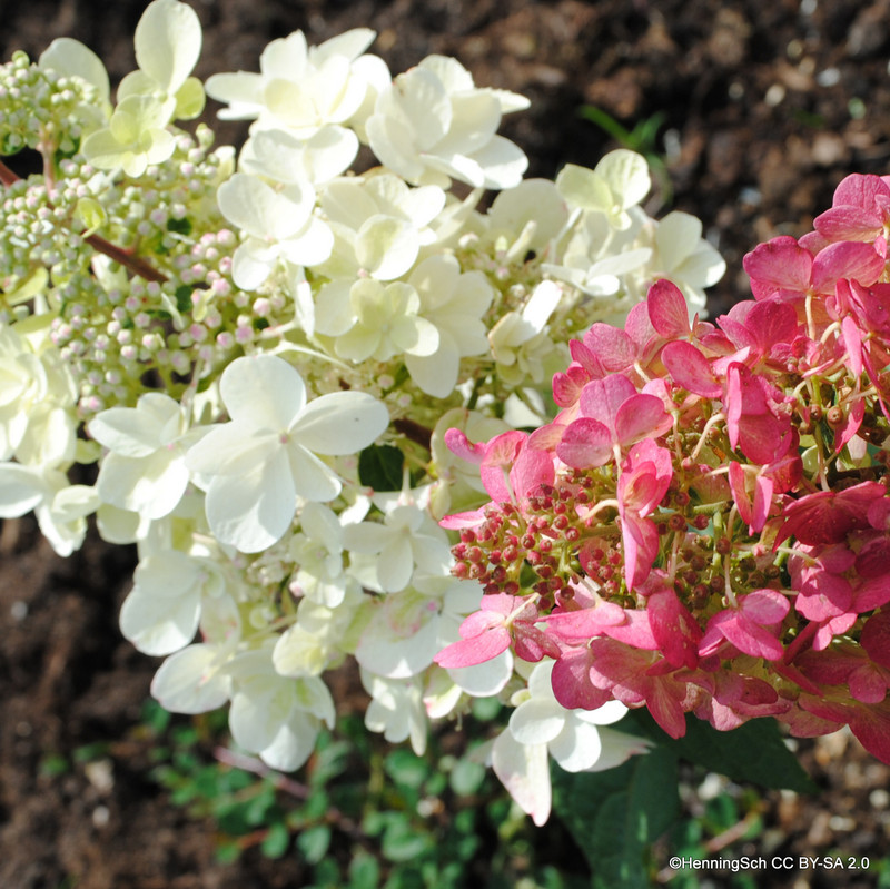 Hydrangea arborescens 'Pinky Winky'