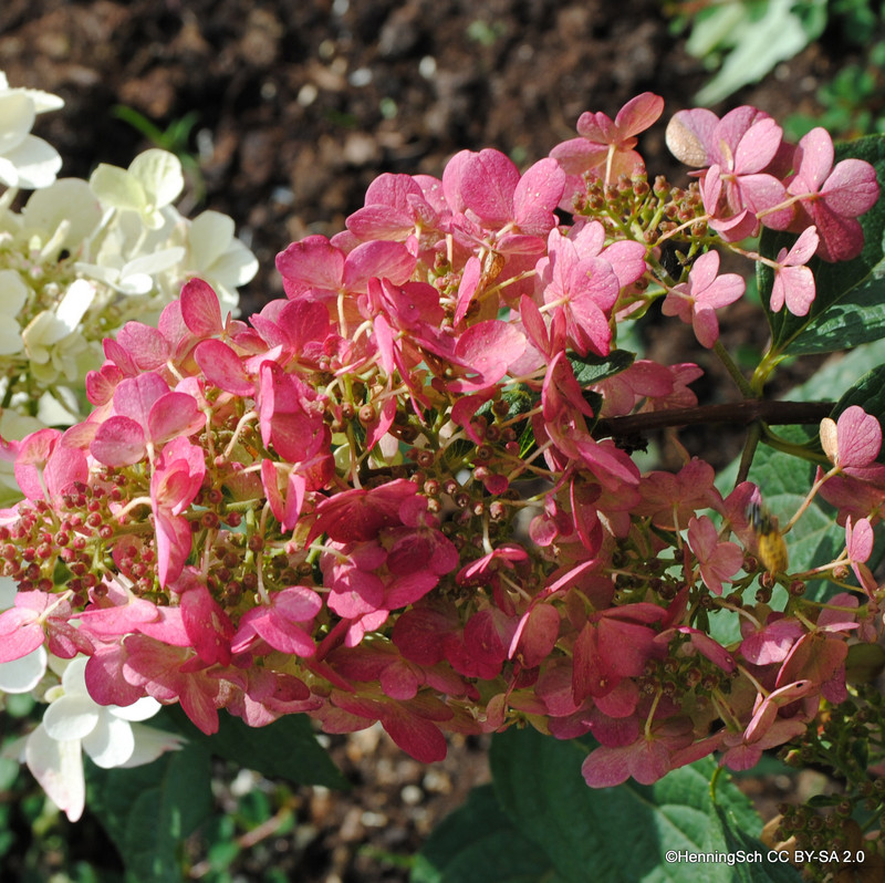 Hydrangea arborescens 'Pinky Winky'