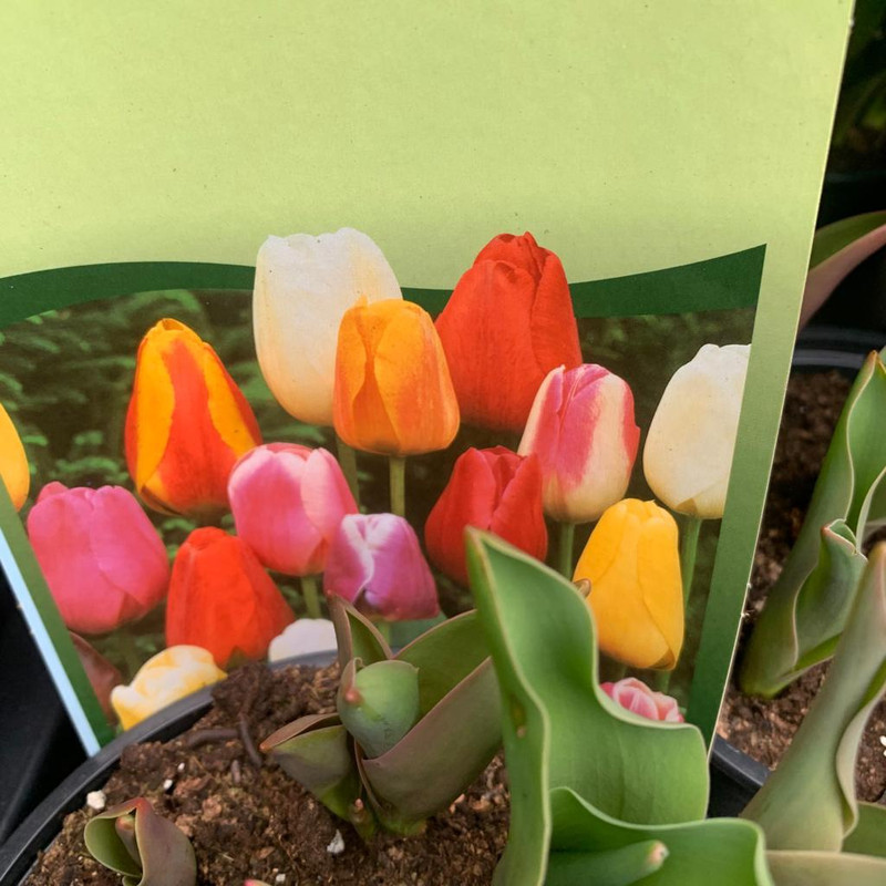 Tulip 'Viking'