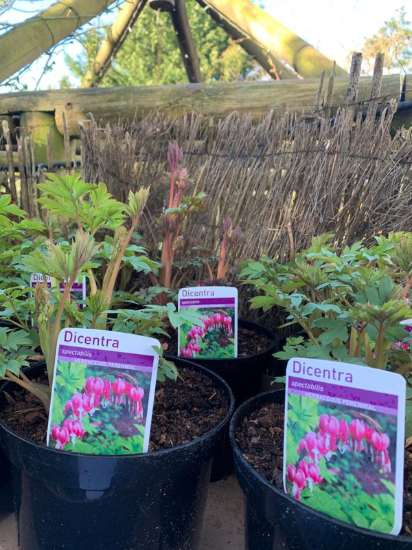 Dicentra spectabilis 'Pink' - Bleeding Heart