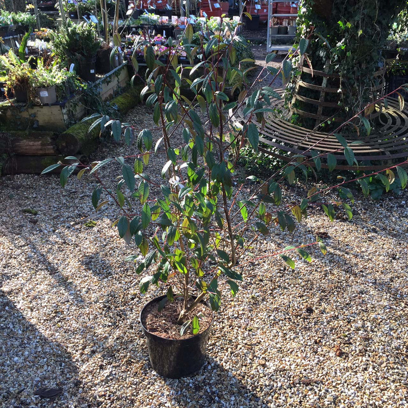 Cotoneaster cornubia - 60/80cm 10ltr shrub