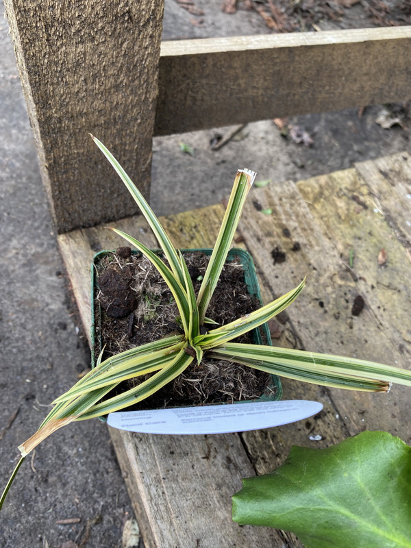 Carex morrowii 'Vanilla Ice' (Grass)