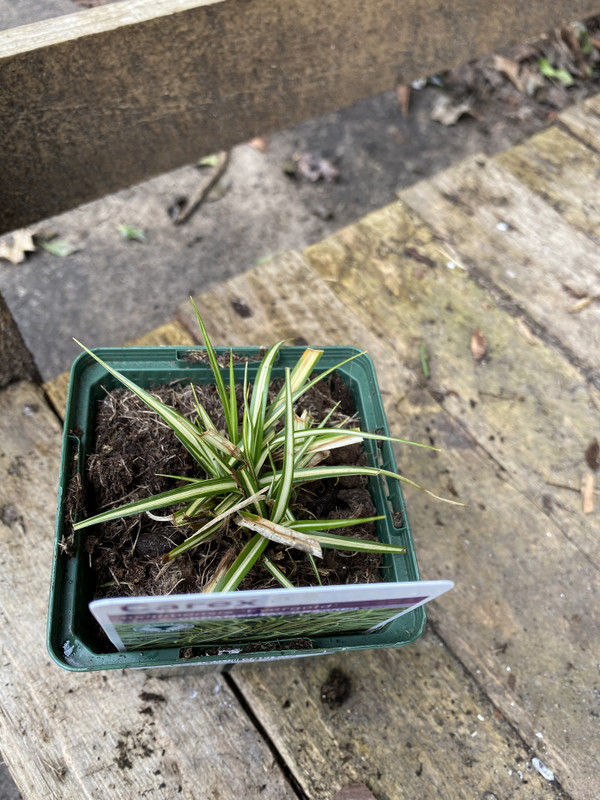 Carex oshimensis 'Evergold' (Grass)