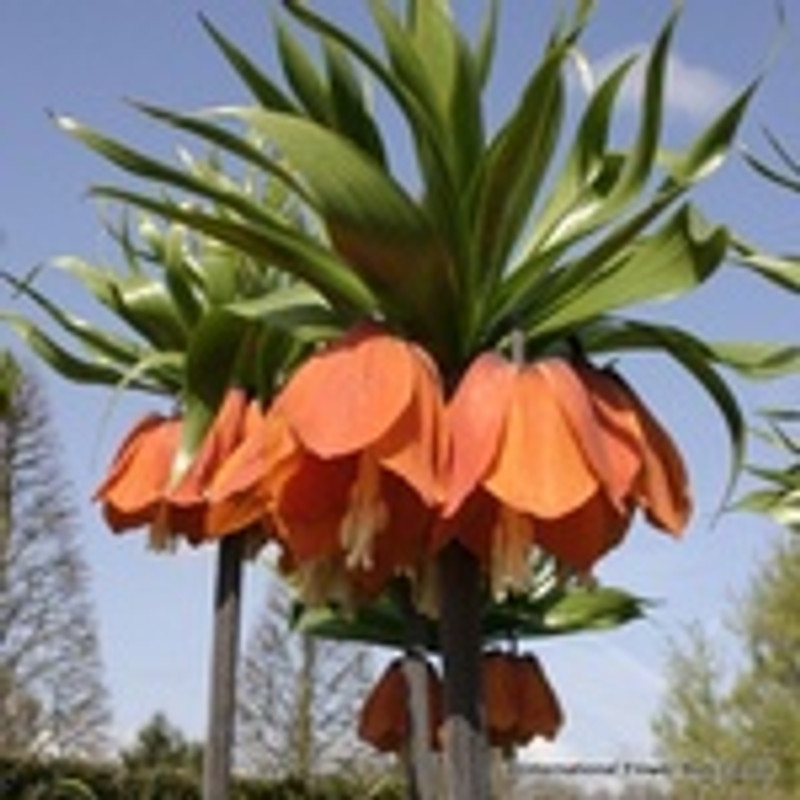 Fritillaria 'Rubra'