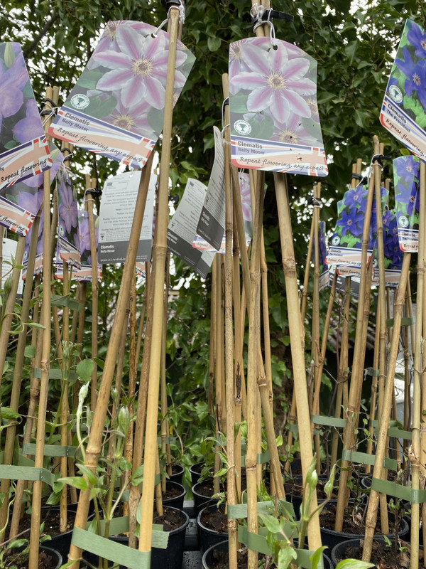 Clematis 'Nelly Moser'