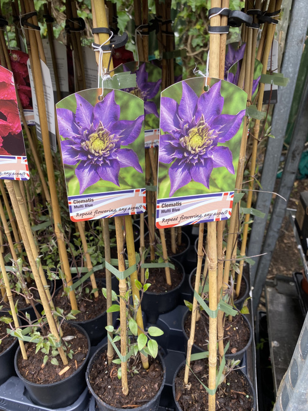 Clematis 'Multi-Blue'