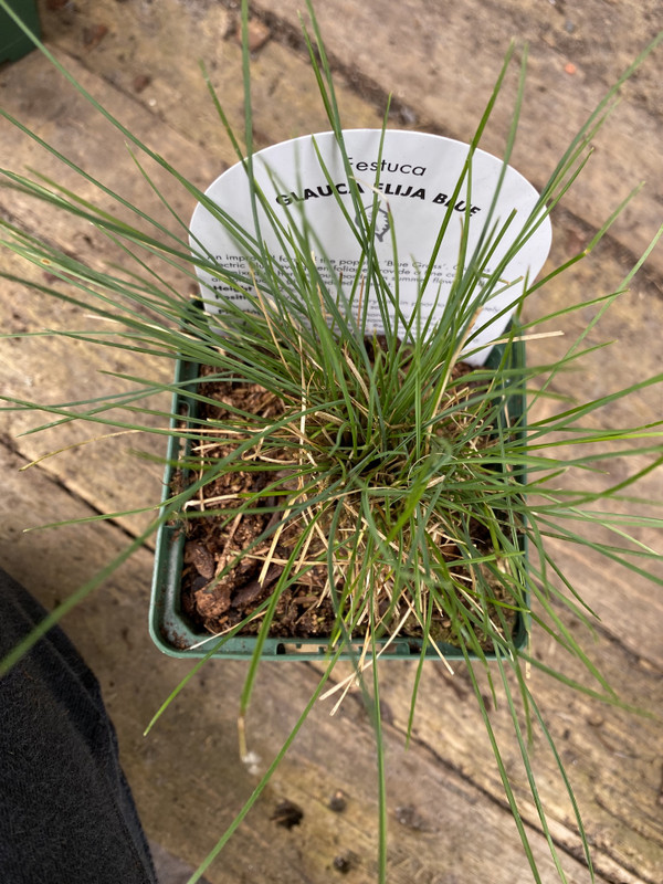 Festuca glauca 'Elijah Blue' (Grass) - 9cm