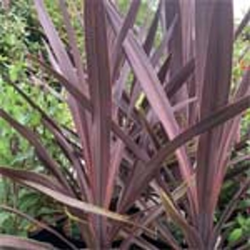 Phormium tenax 'Purpureum' - 10ltr