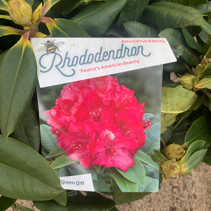 Rhododendron 'Pearce's American Beauty' - 20L
