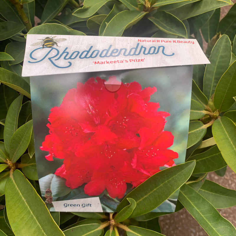 Rhododendron 'Markeeta's Prize'- 10L