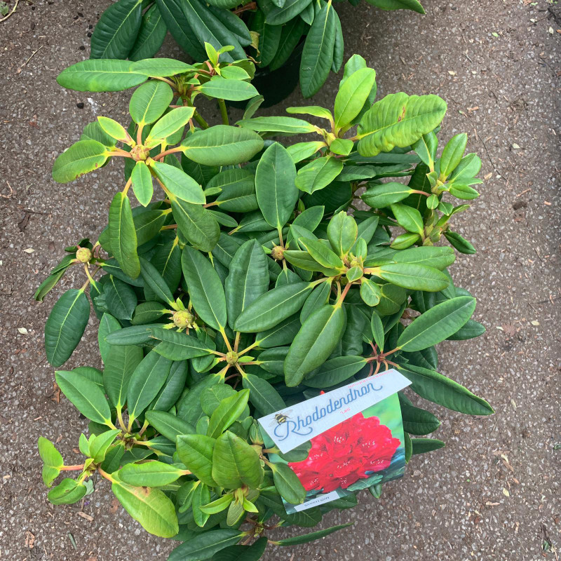 Rhododendron 'Leo' - 10L