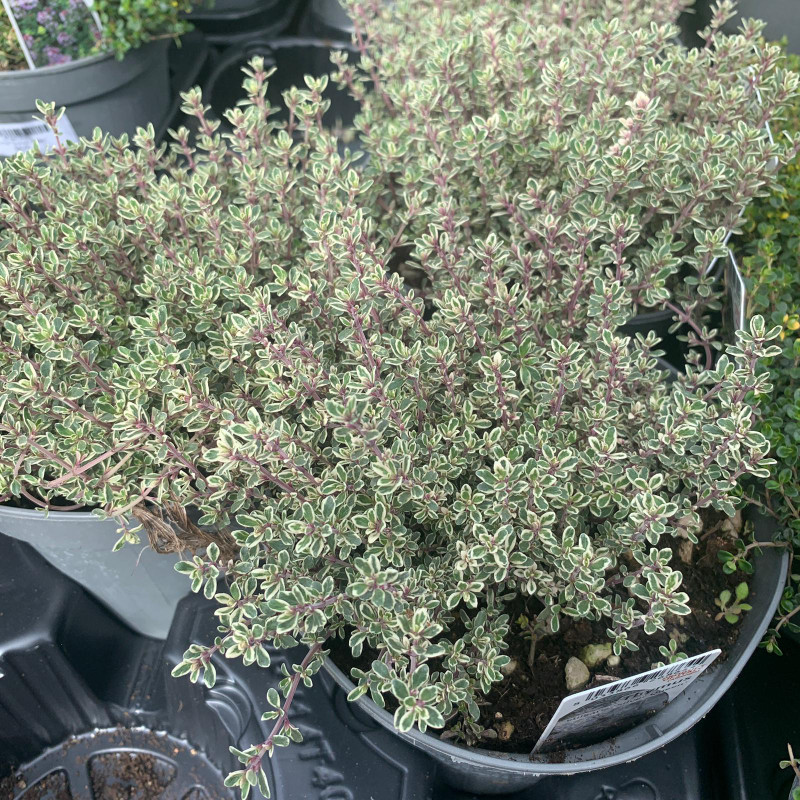 Thyme vul.  Silver Queen