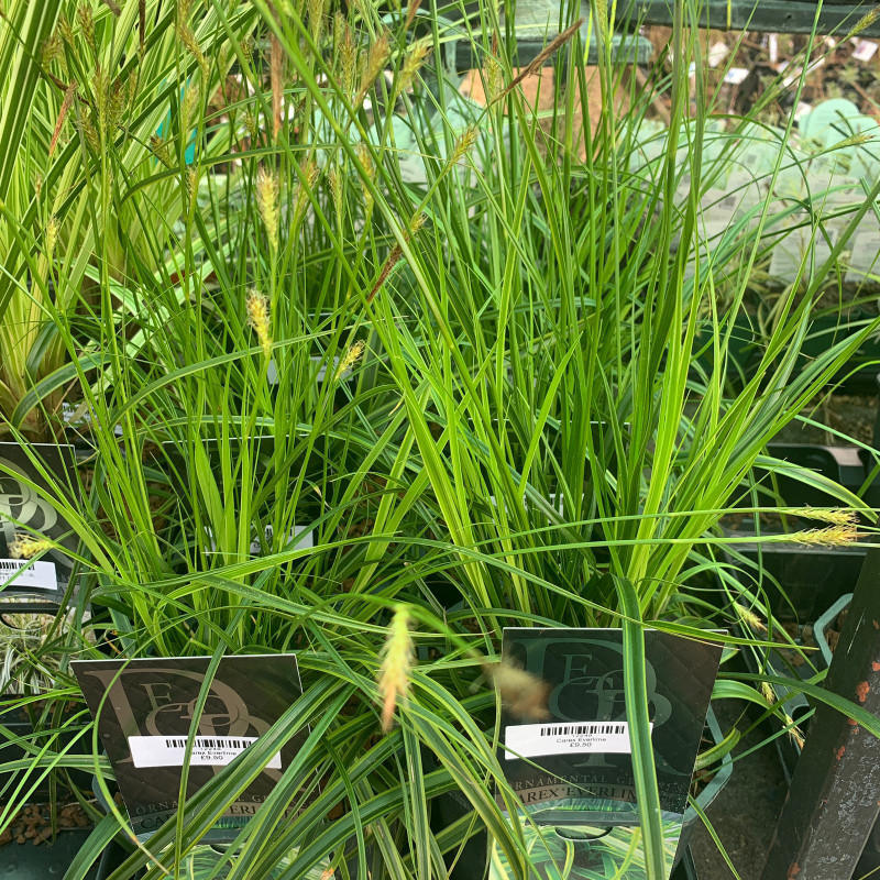 Carex 'Everlime' - Grass