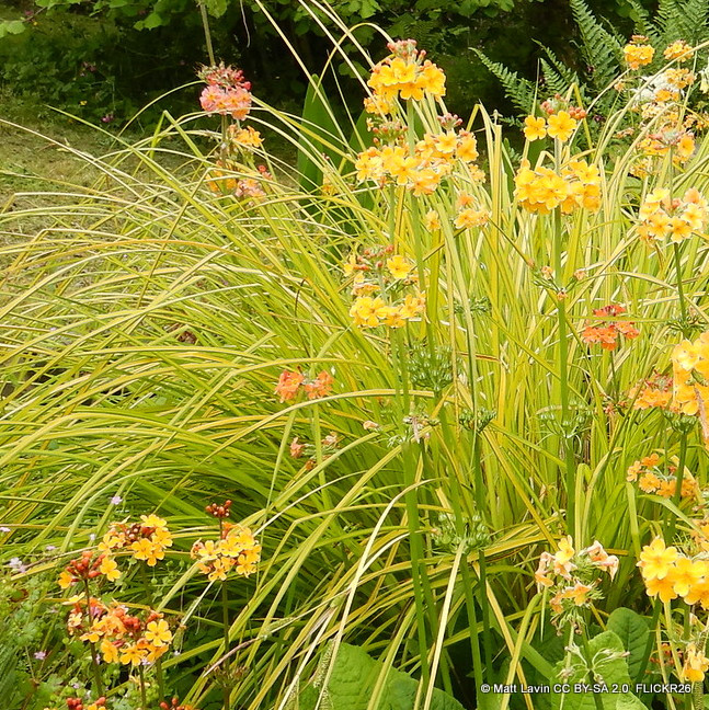Carex 'Everillo' 2L - Grass