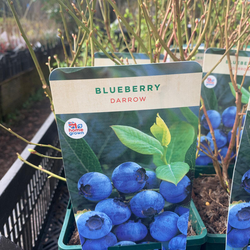 Blueberry ‘Darrow’