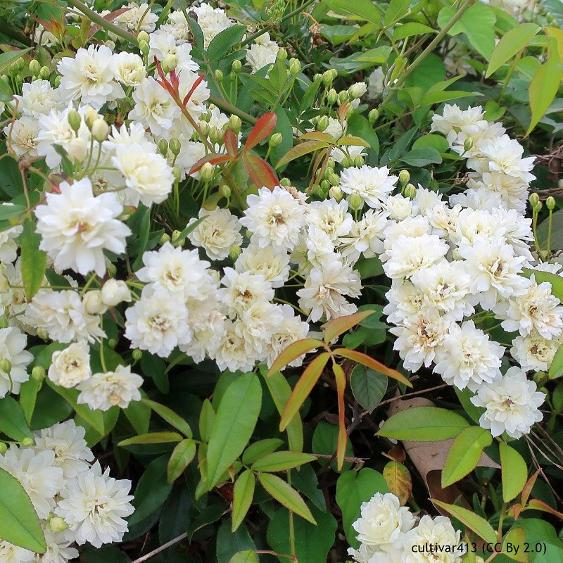 Rosa banksiae 'Alba' - 200-250cm (tripod)