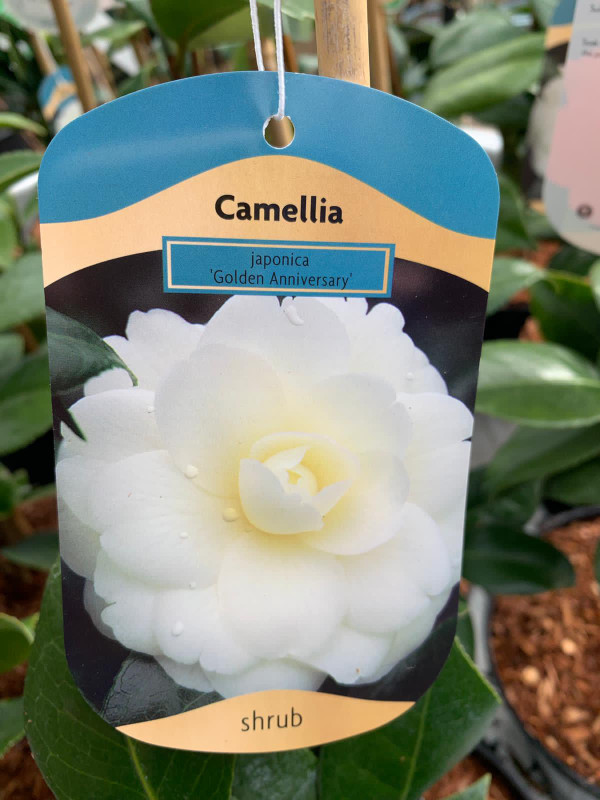 Camellia 'Golden Anniversary' - 3 ltr