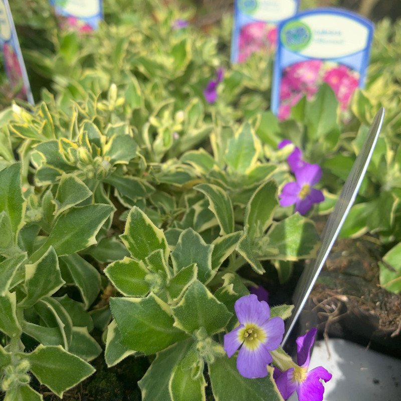 Aubretia 'Siberrand'