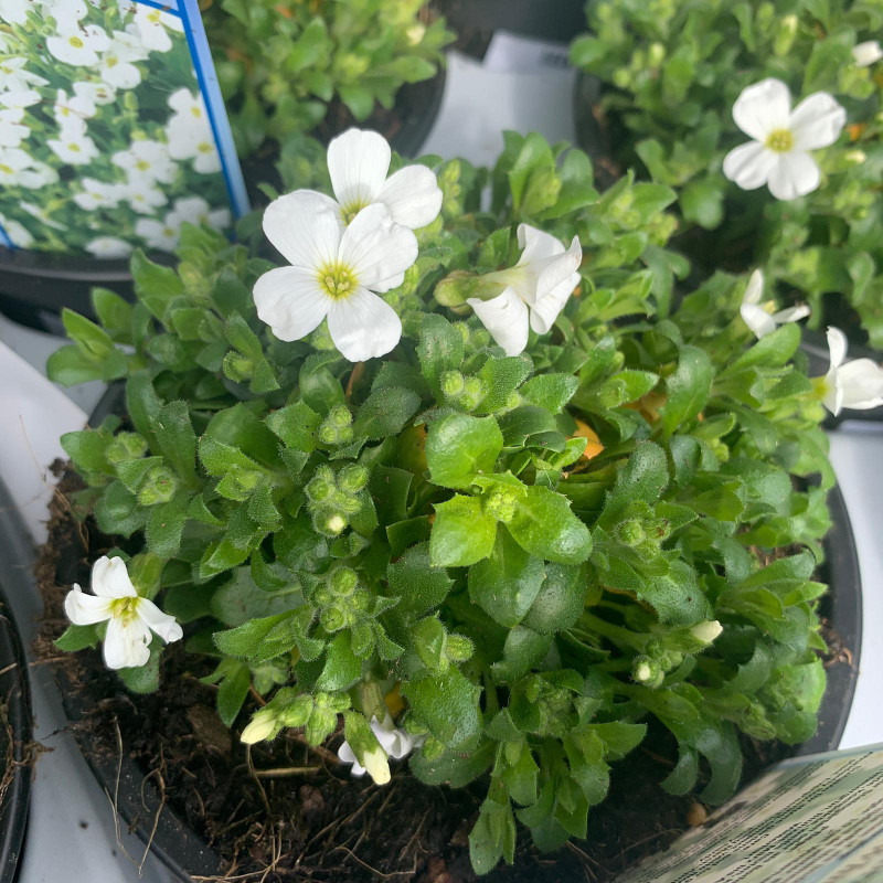 Aubretia regado White
