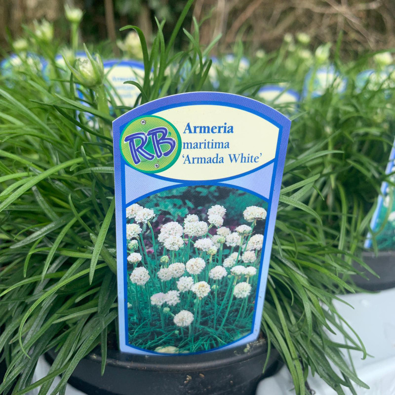 Armeria maritima Armada White Bunkers Hill Plant Nursery