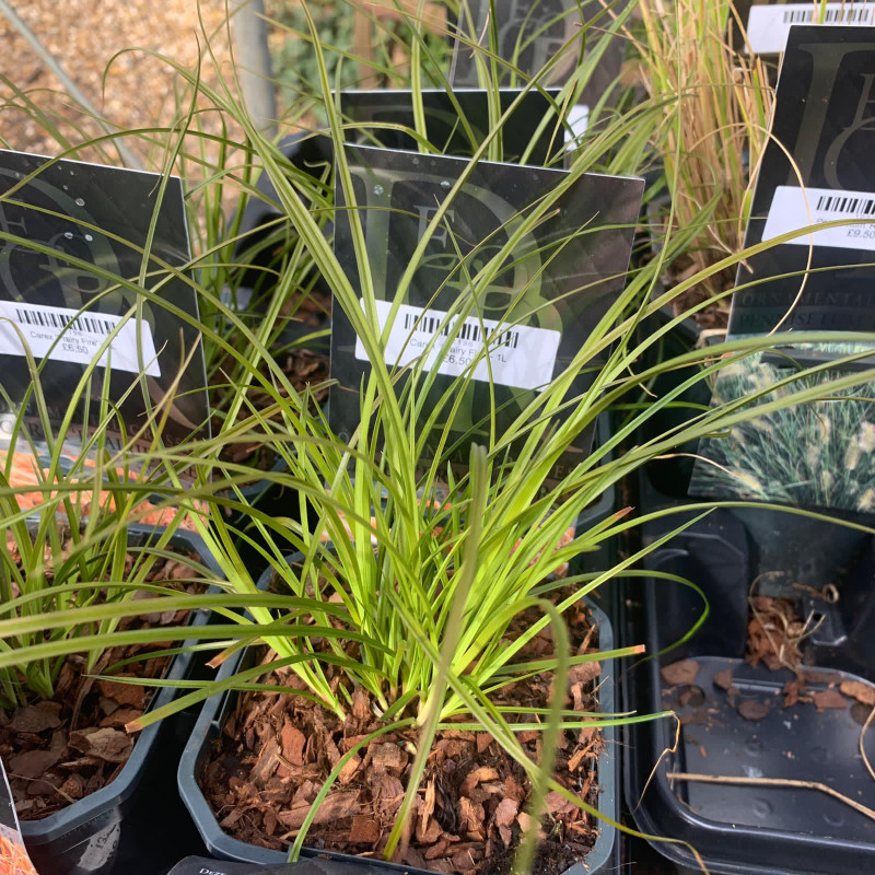 Carex 'Prairy Fire' - 1L (Grass)