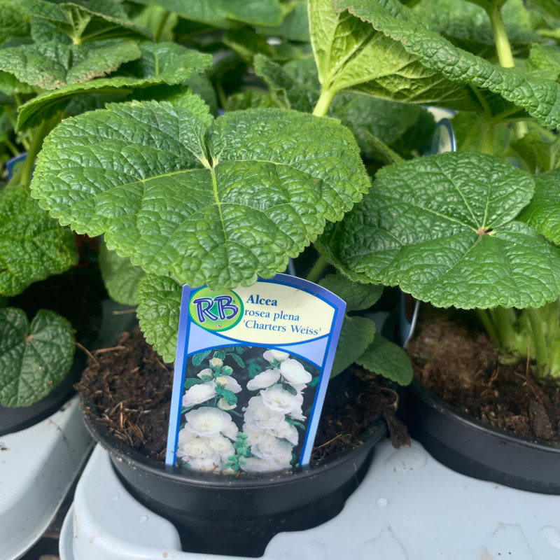 Alcea 'Charter's White' (Hollyhock)