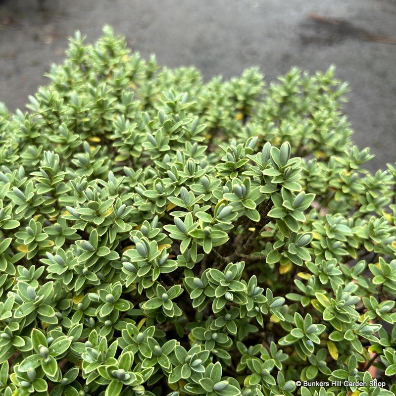 Hebe pinguifolia 'Sutherlandii' - 2ltr pot