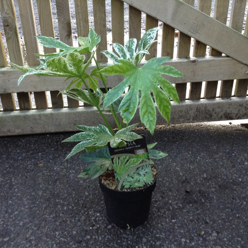 Fatsia japonica 'Spider's Web'