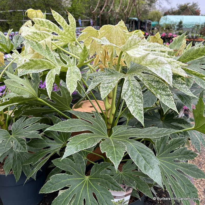 Fatsia japonica 'Spider's Web'