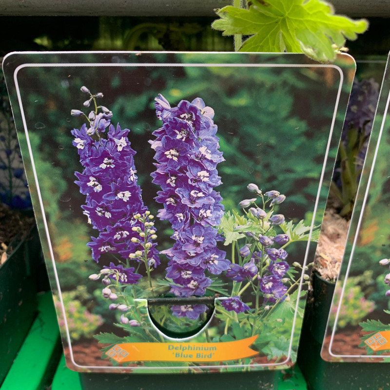 Delphinium 'Blue Bird' (p11)
