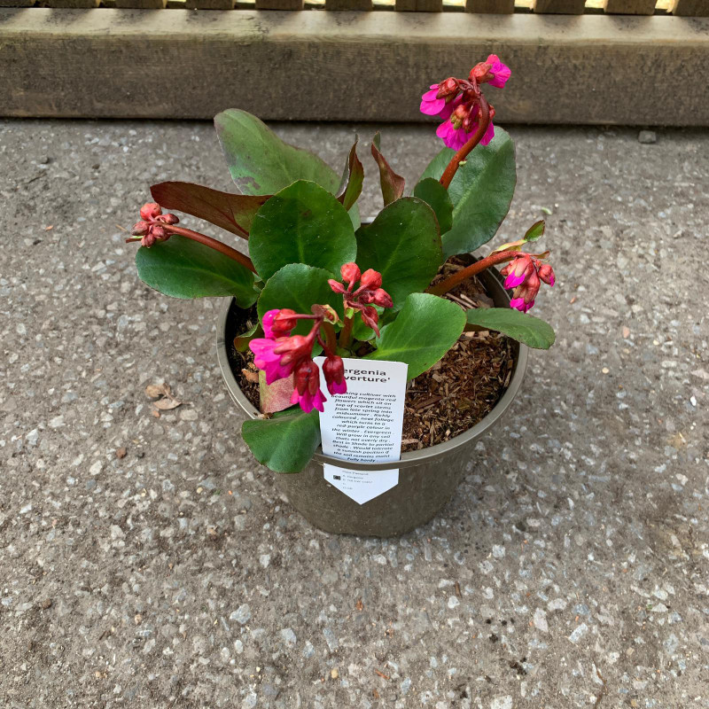 Bergenia 'Overture' - 3ltr